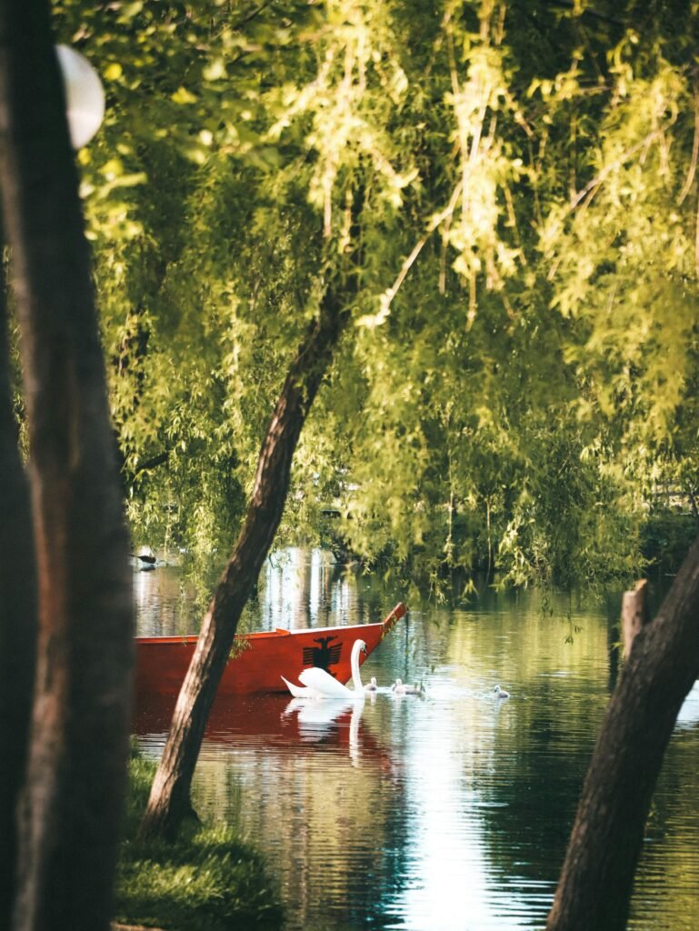 Scenic view of Lake Ohrid in Drilon, featuring boats, trees, and swans, offering an idyllic waterside retreat.